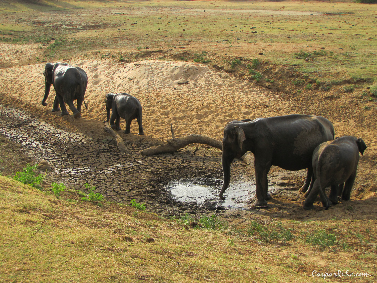 Elephants